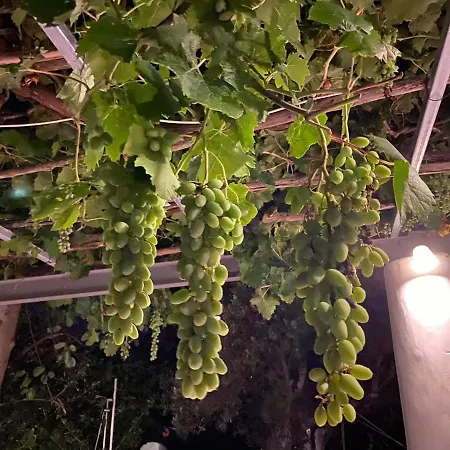 Villa Oliveyard Stone Built House- With Pool Non Chlorin Koskinou (Rhodes)