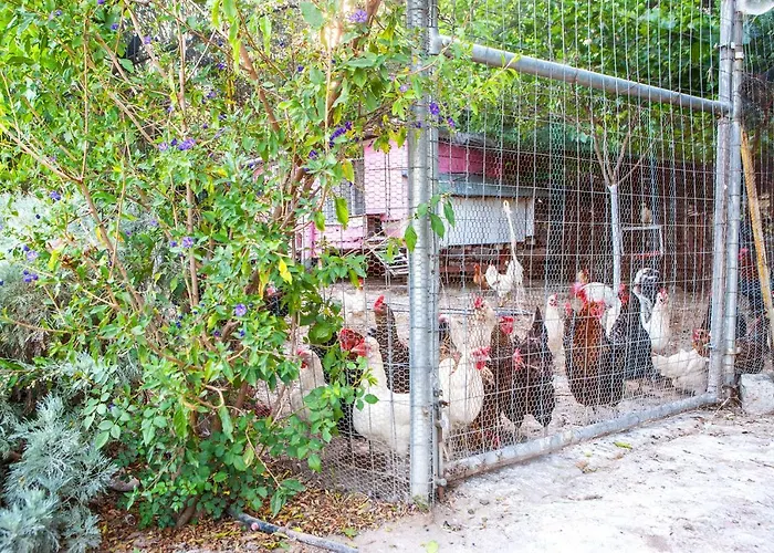 Villa Oliveyard Stone Built House- With Pool Non Chlorin Koskinou (Rhodes)