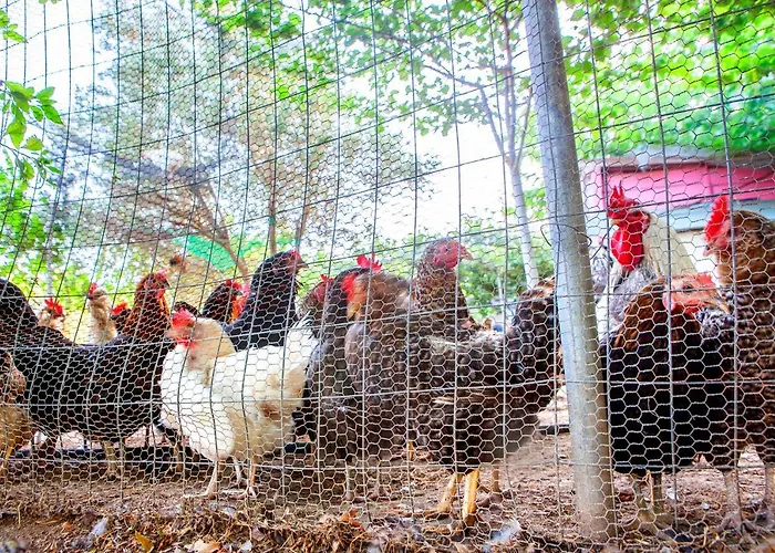 Villa Oliveyard Stone Built House- With Pool Non Chlorin