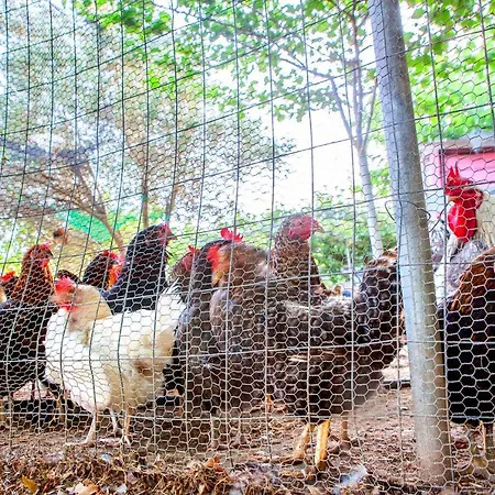 Villa Oliveyard Stone Built House- With Pool Non Chlorin