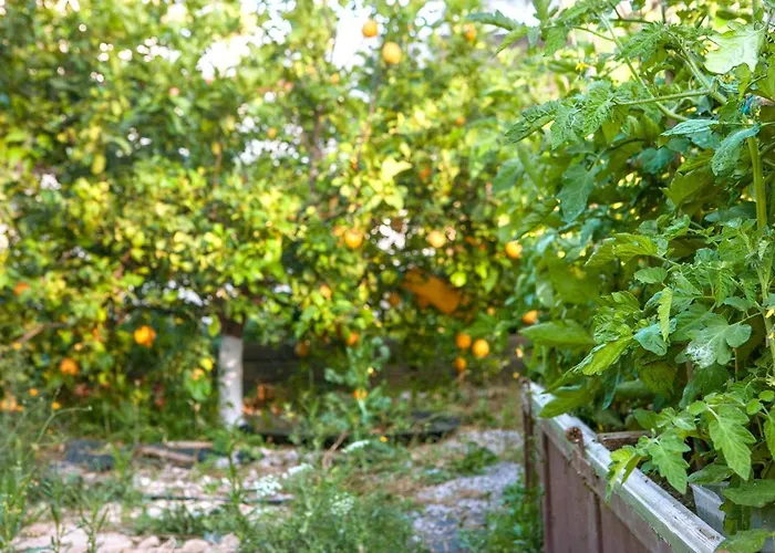 Oliveyard Stone Built House- With Pool Non Chlorin Villa Koskinou (Rhodes)